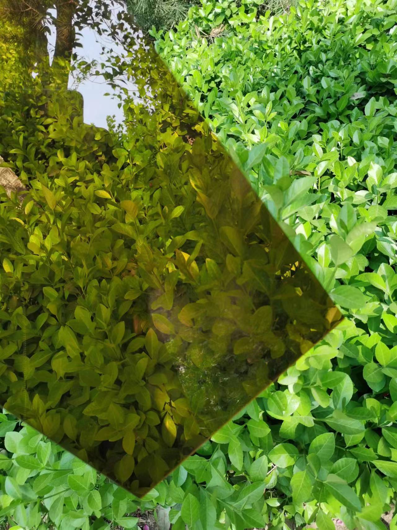 ɽΫֶ֧峧15mm